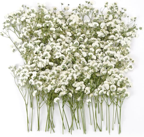 Tørkede blomster Brudeslør Tørket 90-110 Stykker Naturlige Tørkede Blomster Tørket Blomst Mini Tørkede Blomster Tørket Blomsterdekorasjon