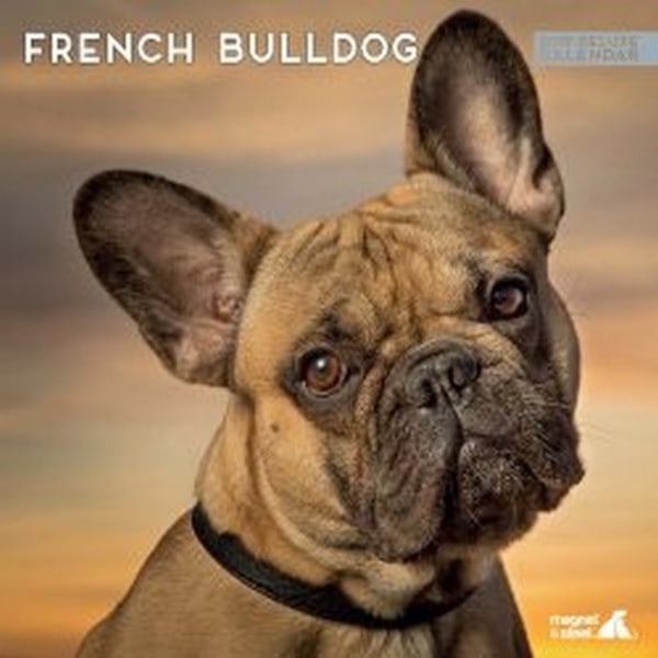 Magnet Fransk Bulldog Deluxe-kalender [btp] One Size Kan Variera