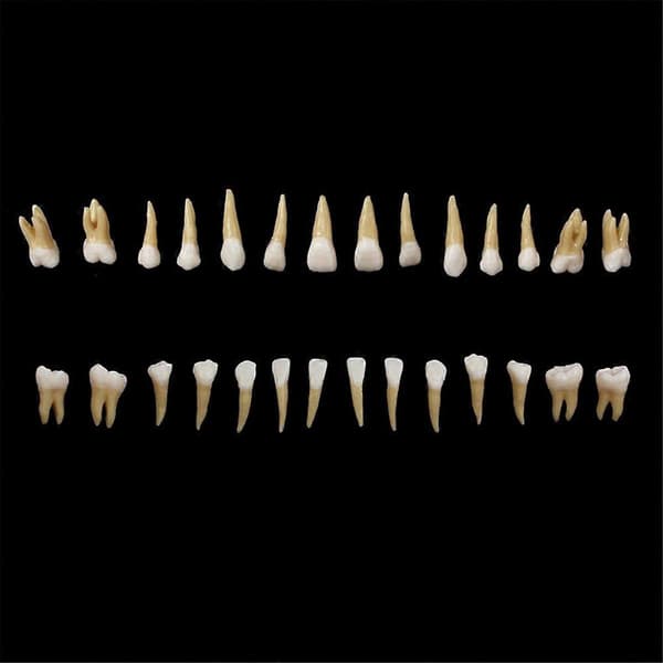 28 stk. tannmodell 1:1 permanent tannmodell dental resin tann (LGL)