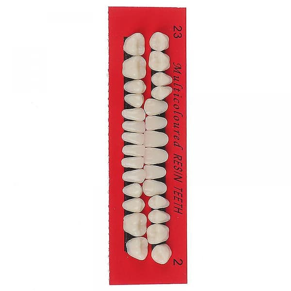 28 kpl Universal Resi False Teeth Resin Teeth Model