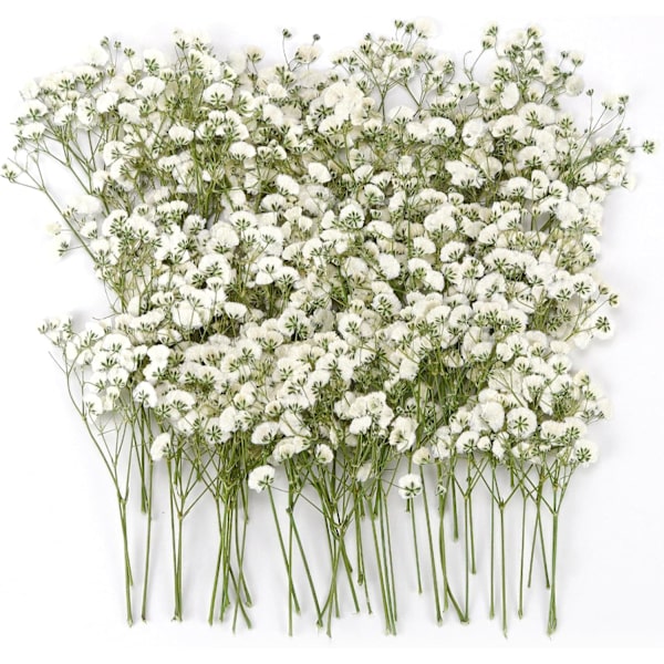 Torkade Blommor Brudslöja Torkade 90-110 Stycken Naturliga Torkade Blommor Torkad Blomma Mini Torkade Blommor Torkad Blomdekoration