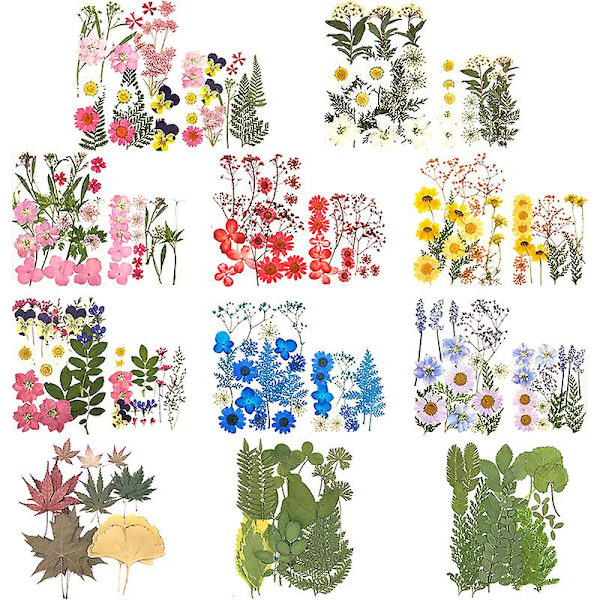 Pressade Blommor Små Torkade Blommor Scrapbooking DIY Konserverad Blomdekor