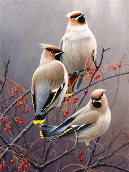30x40cm 5D DIY Diamantmaleri Full, Série Oiseaux#B, DIY Diamant
