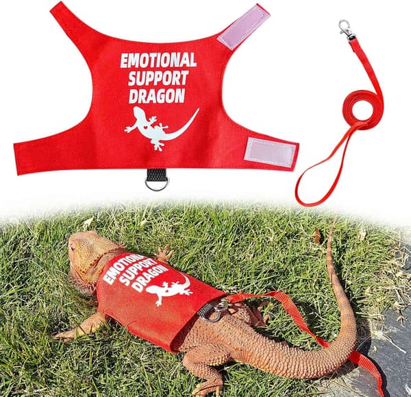 Romansk Skjeggagam Sele og Båndsett, Rømningssikkert Justerbart Reptilsele med Kort Bånd for Utendørs Turgåing, Morsomt Dragedesign
