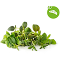 Miniatyrbillede 2 af 5: Click & Grow Plant Pod Italian Mix 9pcs