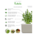 Miniatyrbilde 3 av 4: Click & Grow Smart Garden refill Arugula 3pcs