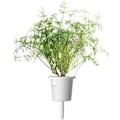 Miniatyrbilde 1 av 4: Click & Grow Smart Garden refill Dill 3pcs