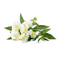 Miniatyrbilde 2 av 4: Click & Grow Smart Refill White Snapdragon 3pcs