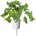 Miniatyrbilde 1 av 4: Click & Grow Smart Refill Green Kale 3pcs