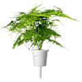 Miniatyrbilde 2 av 5: Click & Grow Smart Refill Feather spar 3pcs