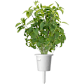 Pikkukuva 5 / 5: Click & Grow Smart Garden refill Thai Basil 3pcs