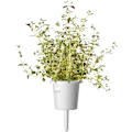 Miniatyrbilde 5 av 5: Click & Grow Plant Pod Steak Mix 9pcs