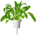 Miniatyrbilde 2 av 3: Click & Grow Smart Garden refill Mibuna 3pcs