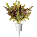 Miniatyrbilde 1 av 4: Click & Grow Smart Refill Red Oakleaf Lettuce 3pcs