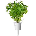 Miniatyrbilde 3 av 5: Click & Grow Plant Pod Steak Mix 9pcs