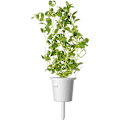 Miniatyrbillede 4 af 5: Click & Grow Plant Pod Italian Mix 9pcs