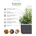 Pikkukuva 3 / 3: Click & Grow Smart Garden refill Rosemary 3pcs