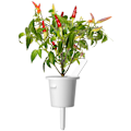 Miniatyrbillede 1 af 4: Click & Grow Smart Garden refill Red Hot Chili Pepper 3pcs