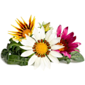 Miniatyrbillede 4 af 4: Click & Grow Smart Refill Gasania 3pcs