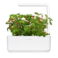 Miniatyrbillede 2 af 4: Click & Grow Smart Garden refill Wild Strawberry 3pcs