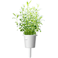 Miniatyrbillede 1 af 4: Click & Grow Smart Garden refill Hyssop 3pcs