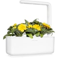 Miniatyrbillede 5 af 6: Click & Grow Smart Refill Marigold 3pcs