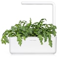 Pikkukuva 3 / 5: Click & Grow Smart Garden refill Shungiku 3pcs