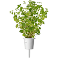 Miniatyrbilde 2 av 4: Click & Grow Smart Garden refill Oregano 3pcs