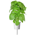 Miniatyrbillede 1 af 3: Click & Grow Smart Garden refill Marseille Basil 3pcs