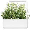 Pikkukuva 2 / 3: Click & Grow Smart Garden refill Rosemary 3pcs