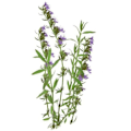 Miniatyrbillede 2 af 4: Click & Grow Smart Garden refill Hyssop 3pcs