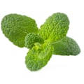 Pikkukuva 1 / 3: Click & Grow Smart Garden refill Apple Mint 3pcs