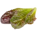 Miniatyrbilde 3 av 4: Click & Grow Smart Refill Red romaine lettuce 3pcs