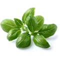 Miniatyrbillede 2 af 4: Click & Grow Smart Garden refill Basil 3pcs