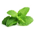 Pikkukuva 1 / 3: Click & Grow Smart Garden refill Peppermint 3pcs