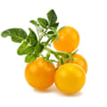 Miniatyrbillede 2 af 4: Click & Grow Smart Garden refill Yellow Mini Tomato 3pcs