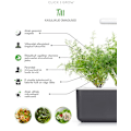 Miniatyrbilde 2 av 4: Click & Grow Smart Garden refill Dill 3pcs