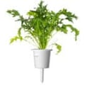 Pikkukuva 1 / 4: Click & Grow Smart Refill Mizuna 3pcs