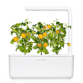 Miniatyrbillede 4 af 4: Click & Grow Smart Garden refill Yellow Mini Tomato 3pcs