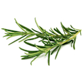 Pikkukuva 1 / 3: Click & Grow Smart Garden refill Rosemary 3pcs