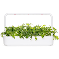 Miniatyrbilde 4 av 4: Click & Grow Smart Refill Mizuna 3pcs