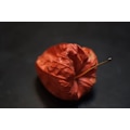 Miniatyrbilde 4 av 8: Fujifilm Fujinon XF 60mm f/2.4 R Macro