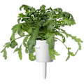 Pikkukuva 4 / 5: Click & Grow Smart Garden refill Shungiku 3pcs