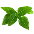 Pikkukuva 1 / 5: Click & Grow Smart Garden refill Thai Basil 3pcs