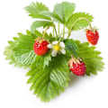 Miniatyrbillede 1 af 4: Click & Grow Smart Garden refill Wild Strawberry 3pcs