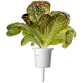 Miniatyrbilde 1 av 4: Click & Grow Smart Refill Red romaine lettuce 3pcs