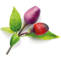 Miniatyrbillede 2 af 3: Click & Grow Smart Garden refill Purple Chili Pepper 3pcs