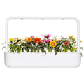 Miniatyrbillede 1 af 4: Click & Grow Smart Refill Gasania 3pcs