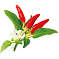 Miniatyrbillede 3 af 4: Click & Grow Smart Garden refill Red Hot Chili Pepper 3pcs