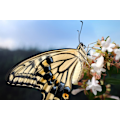 Miniatyrbillede 7 af 11: Fujifilm Fujinon XF 30mm f/2.8 R LM WR Macro lens